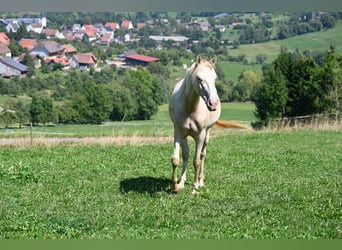 PRE Mix, Stute, 4 Jahre, 159 cm, Pearl