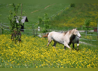 PRE Mix, Stute, 4 Jahre, 159 cm, Pearl