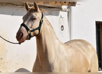 PRE Mix, Stute, 4 Jahre, 159 cm, Pearl