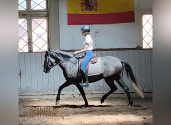 PRE Mix, Stute, 4 Jahre, 159 cm, Schimmel