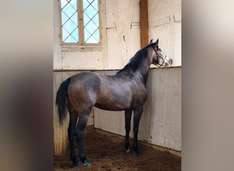 PRE Mix, Stute, 4 Jahre, 159 cm, Schimmel