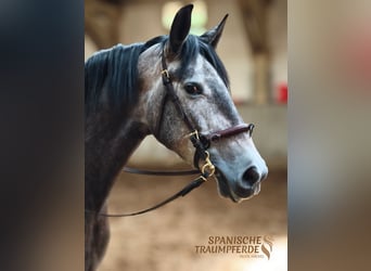 PRE Mix, Stute, 4 Jahre, 159 cm, Schimmel