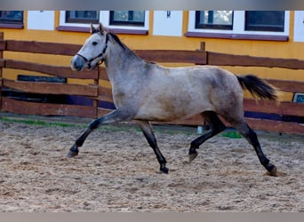 PRE, Stute, 4 Jahre, 160 cm, Apfelschimmel