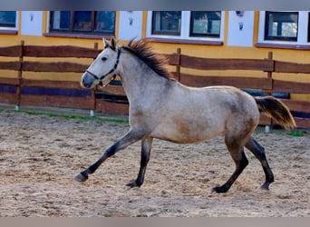 PRE, Stute, 4 Jahre, 160 cm, Apfelschimmel