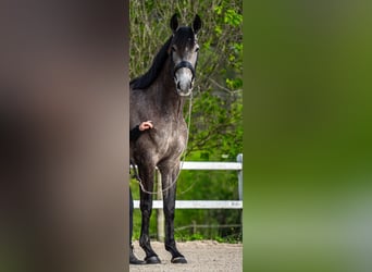 PRE Mix, Stute, 4 Jahre, 160 cm, Apfelschimmel