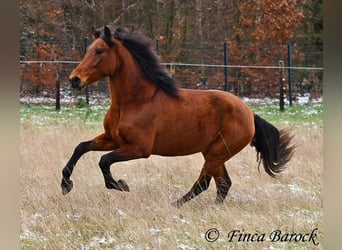 PRE Mix, Stute, 4 Jahre, 160 cm, Brauner