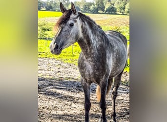 PRE, Stute, 4 Jahre, 161 cm, Apfelschimmel