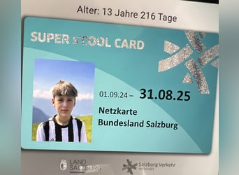 PRE, Stute, 4 Jahre, 161 cm, Brauner