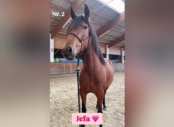 PRE, Stute, 4 Jahre, 161 cm, Brauner