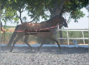 PRE Mix, Stute, 4 Jahre, 161 cm, Brauner