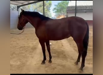 PRE, Stute, 4 Jahre, 162 cm, Brauner