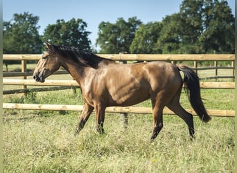PRE, Stute, 4 Jahre, 162 cm, Buckskin