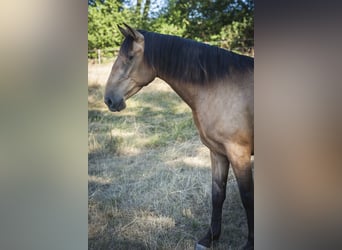 PRE, Stute, 4 Jahre, 162 cm, Buckskin