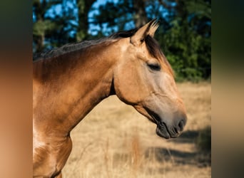 PRE, Stute, 4 Jahre, 162 cm, Buckskin