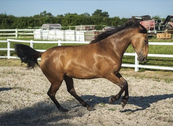 PRE, Stute, 4 Jahre, 162 cm, Buckskin