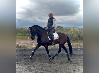 PRE Mix, Stute, 4 Jahre, 162 cm, Rappe