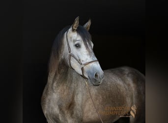 PRE Mix, Stute, 4 Jahre, 162 cm, Rappe