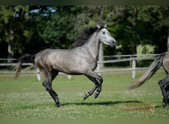 PRE Mix, Stute, 4 Jahre, 162 cm, Rappe