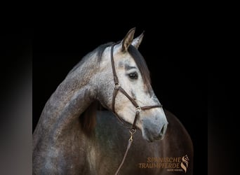 PRE Mix, Stute, 4 Jahre, 162 cm, Rappe