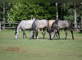 PRE Mix, Stute, 4 Jahre, 162 cm, Rappe