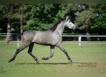 PRE Mix, Stute, 4 Jahre, 162 cm, Rappe