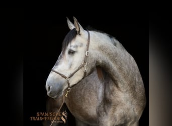 PRE Mix, Stute, 4 Jahre, 162 cm, Rappe