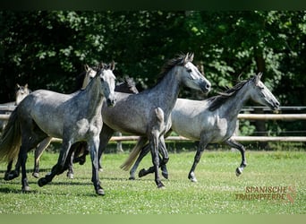 PRE Mix, Stute, 4 Jahre, 162 cm, Rappe