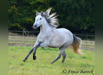 PRE, Stute, 4 Jahre, 162 cm, Schimmel