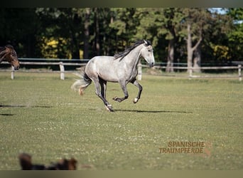 PRE Mix, Stute, 4 Jahre, 162 cm, Schimmel