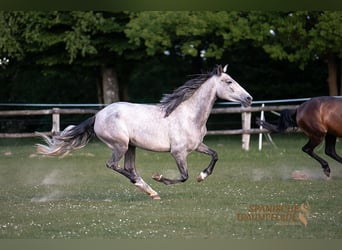 PRE Mix, Stute, 4 Jahre, 162 cm, Schimmel