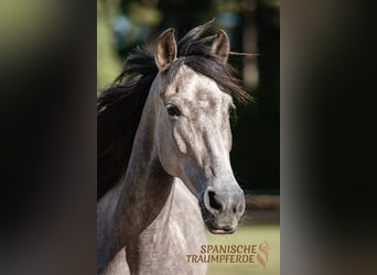 PRE Mix, Stute, 4 Jahre, 162 cm, Schimmel