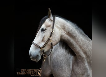 PRE Mix, Stute, 4 Jahre, 162 cm, Schimmel