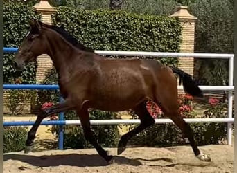 PRE Mix, Stute, 4 Jahre, 163 cm, Brauner