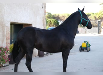 PRE Mix, Stute, 4 Jahre, 163 cm, Rappe