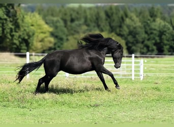 PRE, Stute, 4 Jahre, 163 cm, Rappe