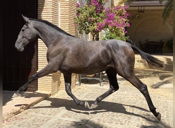 PRE Mix, Stute, 4 Jahre, 163 cm, Schimmel