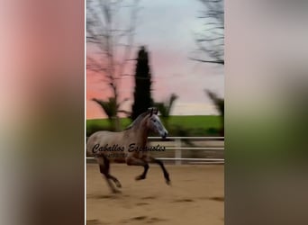 PRE, Stute, 4 Jahre, 163 cm, Schimmel
