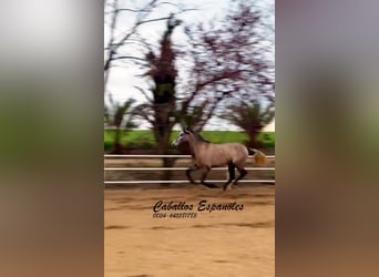 PRE, Stute, 4 Jahre, 163 cm, Schimmel