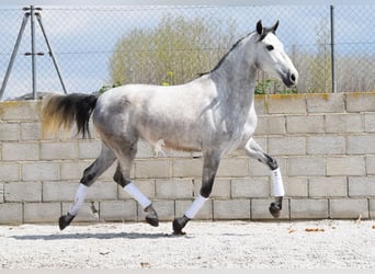 PRE, Stute, 4 Jahre, 163 cm, Schimmel