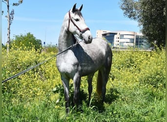 PRE, Stute, 4 Jahre, 163 cm, Schimmel
