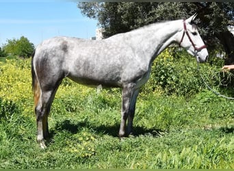 PRE, Stute, 4 Jahre, 163 cm, Schimmel