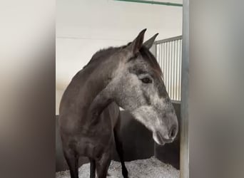 PRE Mix, Stute, 4 Jahre, 163 cm, Schimmel