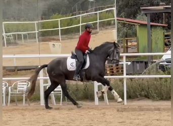 PRE Mix, Stute, 4 Jahre, 163 cm, Schimmel