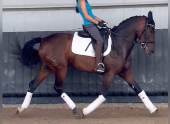 PRE Mix, Stute, 4 Jahre, 164 cm, Brauner