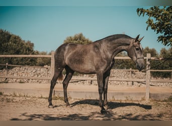 PRE, Stute, 4 Jahre, 164 cm, Schimmel