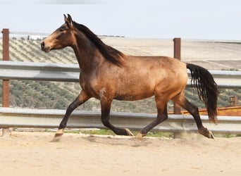 PRE, Stute, 4 Jahre, 165 cm, Falbe