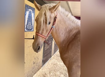 PRE, Stute, 4 Jahre, 165 cm, Palomino