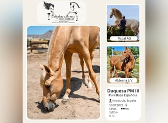 PRE, Stute, 4 Jahre, 165 cm, Palomino