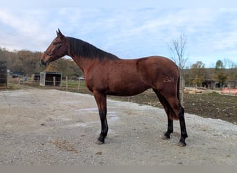 PRE Mix, Stute, 4 Jahre, 165 cm