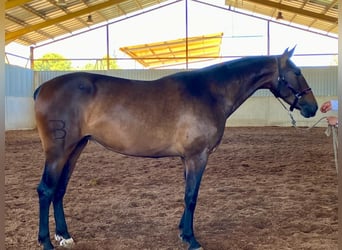 PRE, Stute, 4 Jahre, 166 cm, Brauner